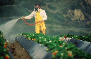 A Grocery Shopper’s Guide to Pesticides in Produce